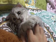 -芭比堂动物医院·犬猫全科·异宠专科(雁塔分院)
