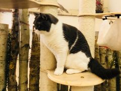 -酷豆宠物咖啡·宠物美食·撸猫馆