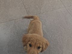 -伟伟宠物医院·CT影像中心·瑞派犬猫综合性门诊(汉口总院)