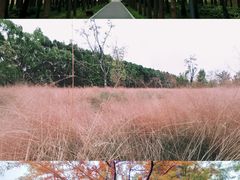 -昆山城市生态森林公园