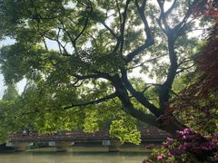 -上海滨江森林公园