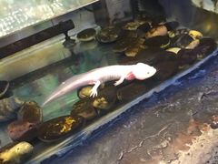 -上海大自然野生昆虫馆(东方明珠·爬宠昆虫探索中心)