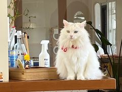 -有猫主题·治愈系猫咖(曾厝垵店)