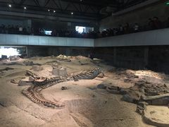 -自贡恐龙博物馆