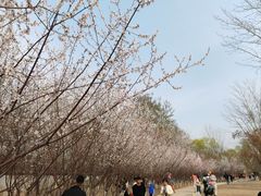 -桃花堤公园