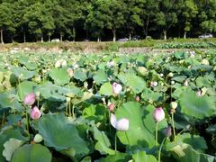 -韶山毛泽东同志故居
