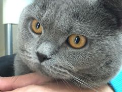 -瑞鹏宠物医院·骨科·猫科·内科(第一中心)
