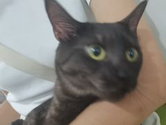 -瑞鹏宠物医院·爱宠堂·骨外专科(西荷分院)