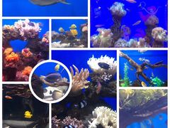 -烟台海昌鲸鲨海洋公园