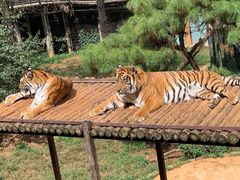 -云南野生动物园