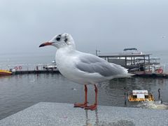 -海埂大坝