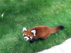 -灵玲国际马戏城