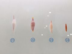 -青岛贝壳博物馆
