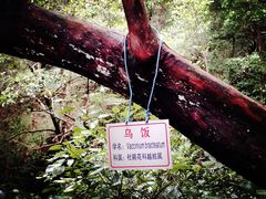 -祁门牯牛降观音堂风景区