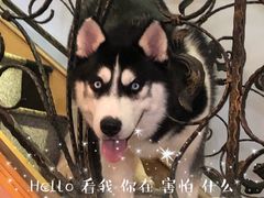 -喜柴咖啡·柴犬狗咖