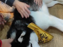 -Husky Go! 哈士奇体验馆·宠物咖啡厅狗咖