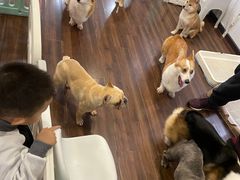 -柯斗斗主题餐厅·狗咖·围炉煮茶·茶饮(国瑞升平里店)