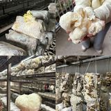 韶关周末去哪玩｜赏樱花🌸采菌子🍄
