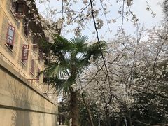 -武汉大学-樱园