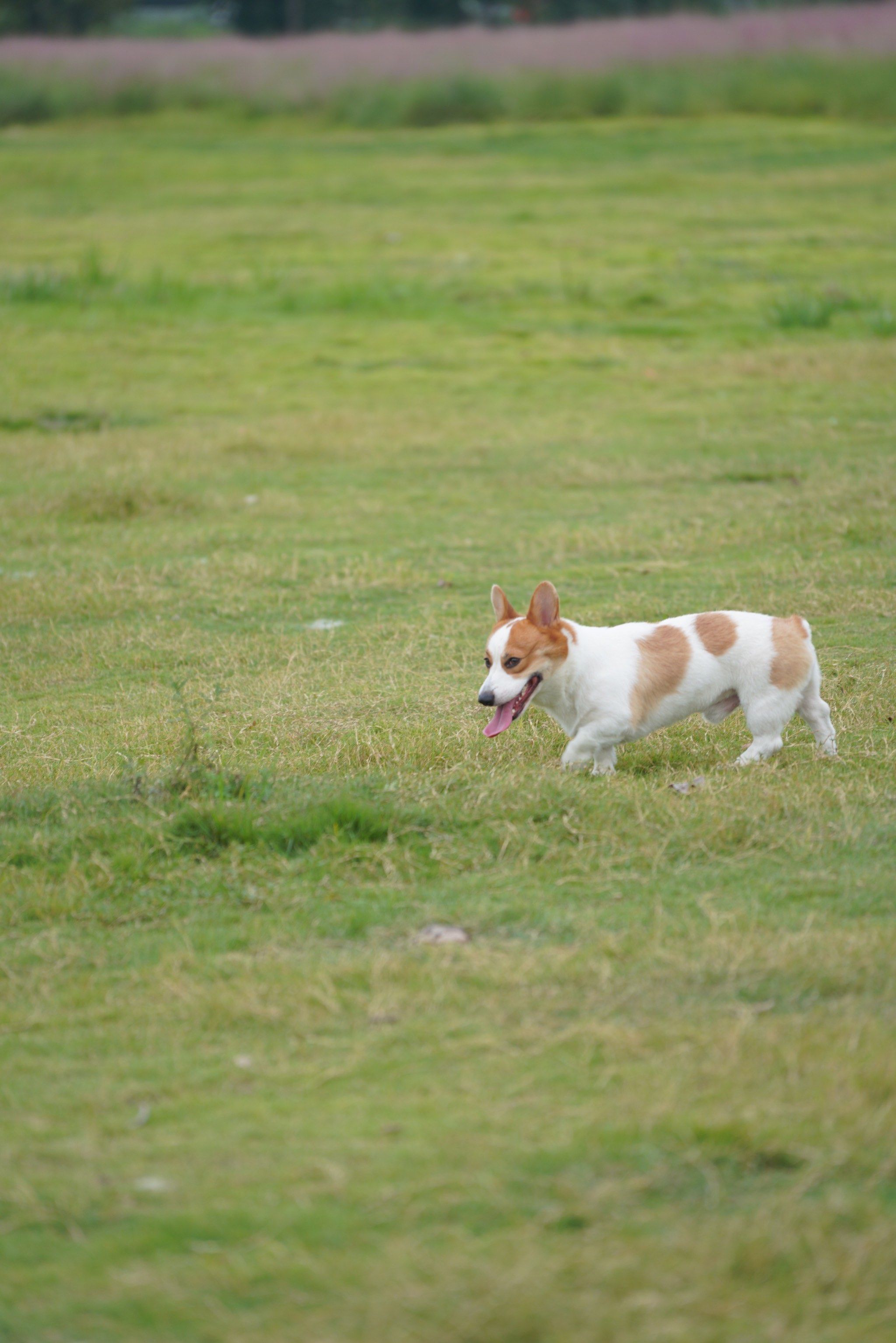 狗狗的快乐时光,在公园里兴奋不已
