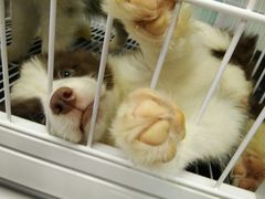 -FAELING PETS美天灵宠物(富力广场店)