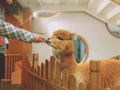 -藦茜花园宠物主题亲子互动体验馆(国顺东路店)