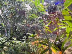 -上海大自然野生昆虫馆(东方明珠·爬宠昆虫探索中心)