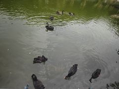 -广东茂名森林公园