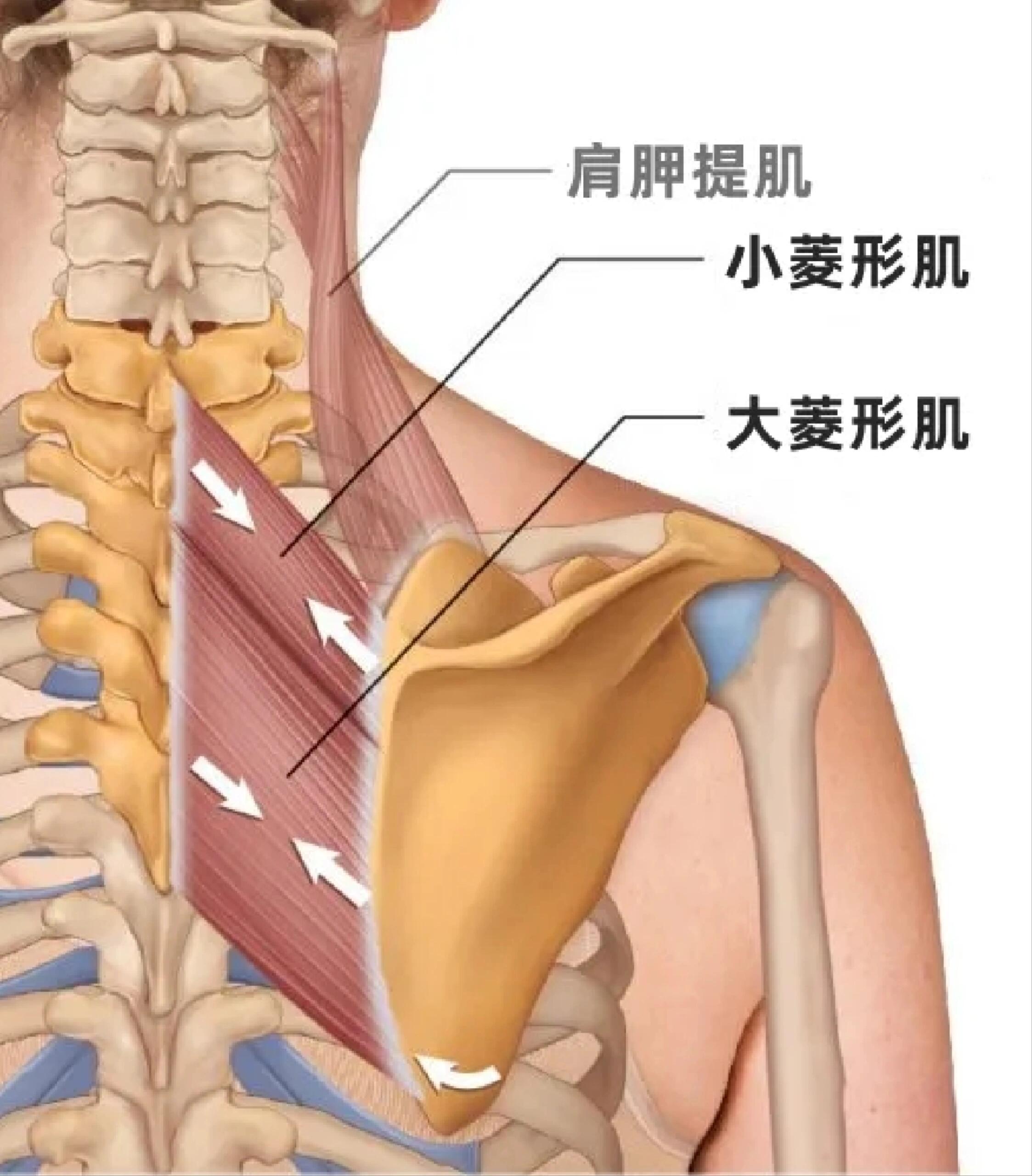 头颈半棘肌的起止点图片