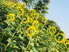 -杭州湾海上花田景区