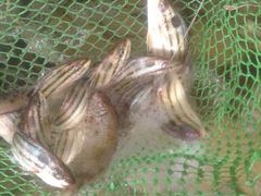 -浪琴湾尾角仔海鲜坊