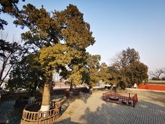 -大觉寺-停车场