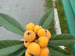 -塘栖枇杷特色园区