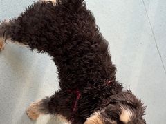 -佳怡动物医院·平价24小时·猫专科骨外科