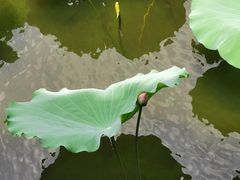 -荔湾湖公园