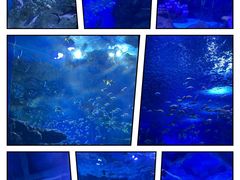 -海合安天津极地海洋公园