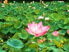 -莲花池公园