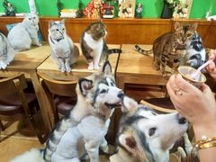 -李小姐の猫咖啡馆(五角场店)