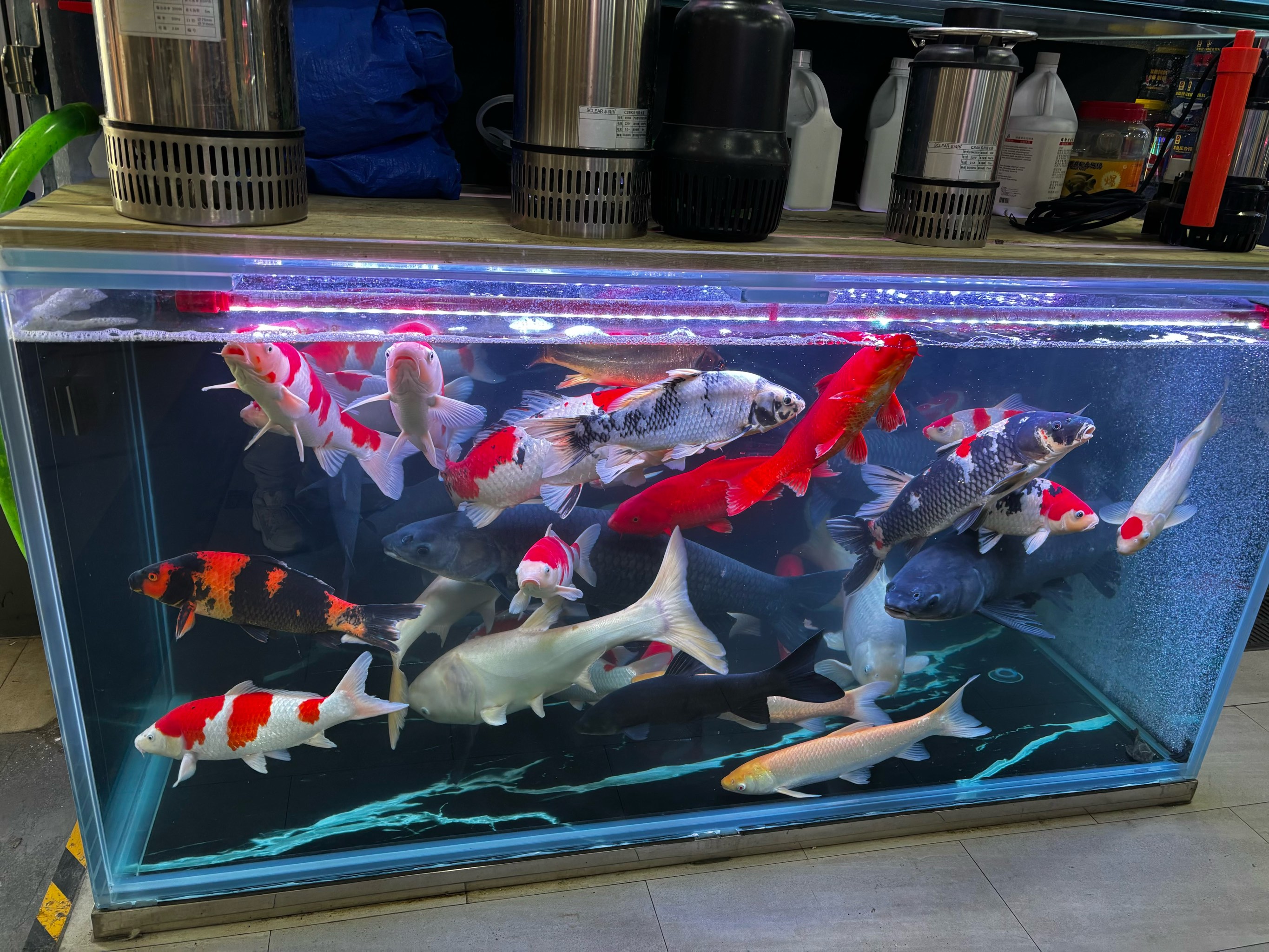 这是广州新开的花鸟鱼虫市场
