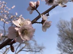 -桃花堤公园