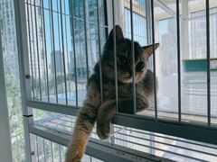 -喵百万·布偶·蓝金金渐层英短·猫舍(百子湾店)