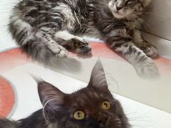 -青奢宠物·青奢猫舍