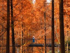 -黄海国家森林公园