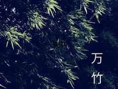-趵突泉景区
