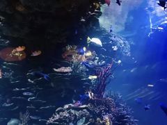 -迪拜帆船酒店海底餐厅