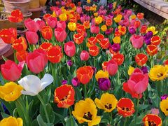 -斯多格书乡(北京大学畅春园店)