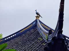 -叶家花园
