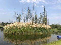 -白鹭湾湿地公园