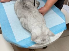 -瑞鹏宠物医院(大运分院)