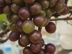 -马陆小张葡萄园农家乐